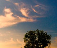 a lone tree is silhouetted against the evening sky with wispy clouds in the background