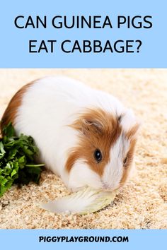 a brown and white guinea pig eating some greens on the ground with text that reads can guinea pigs eat cabbage?