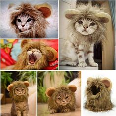 there are many pictures of different animals in the same photo, and one has an animal hat on it