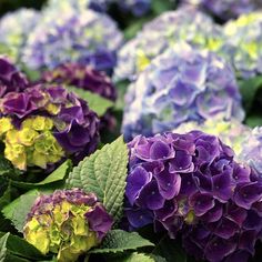 purple and yellow flowers with green leaves