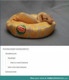 a fake snake is on the twitter page