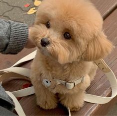 a small brown dog sitting on top of a wooden bench next to a persons hand