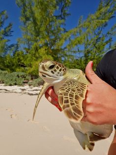 a person holding a baby turtle in their hand on the beach with trees in the background