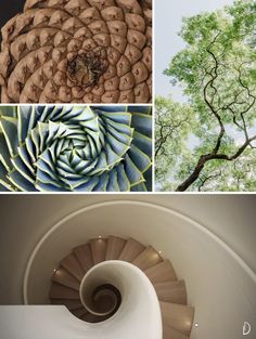 four different pictures with trees in the middle and spiral staircase leading up to top one