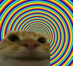 a cat looking up at the camera in front of a multicolored background that says me das unbe sito?