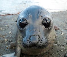 a close up of a baby seal on the beach with it's eyes wide open