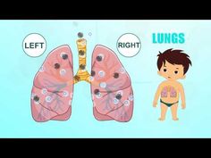 the lungs are right and left, but there is no one in them to tell you what they are