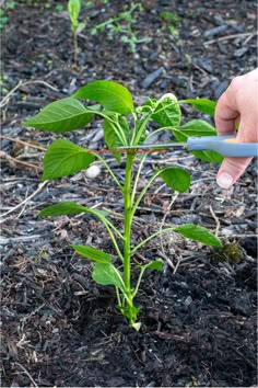 Why You Need to Top Your Pepper Plants & How to Do It Veggie Garden Hacks, How To Prune Pepper Plants, Pepper Plant Problems, Gardening Hacks Ideas, Pepper Trellis, Pepper Plants Growing Tips, Diy Kitchen Garden, Growing Green Peppers, Pepper Garden