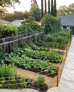 a garden with lots of plants growing in the ground and fenced in area next to it