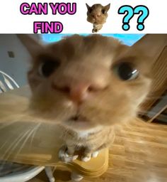 a cat is looking up at the camera with caption that says can you find?