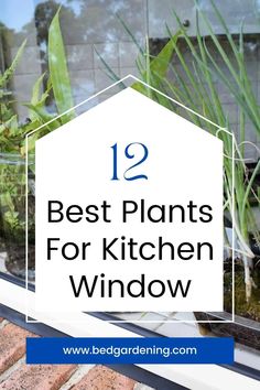 the best plants for kitchen windows with text overlay that reads 12 best plants for kitchen window