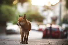 a red fox is standing on the sidewalk