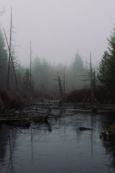 foggy forest with trees and water in the foreground, surrounded by fallen branches