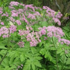 some pink flowers and green leaves in the woods