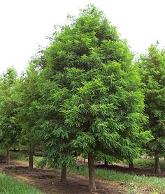 a large green tree sitting in the middle of a field