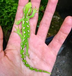 a green and white lizard sitting on the palm of someone's hand