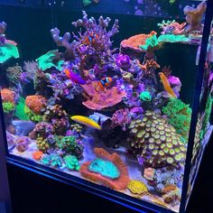 an aquarium filled with lots of different types of corals and sea creatures in it