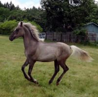 a gray horse running in the grass with trees in the backgroung area