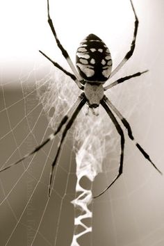 a black and white photo of a spider