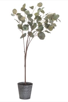 Eucalyptus Tree With Metallic Pot | Home Decor Faux Eucalyptus Tree, Faux Eucalyptus, Dollar Eucalyptus, Artificial Eucalyptus, Silver Dollar Eucalyptus, Eucalyptus Tree, Hallway Bedroom, Minimalist Interior Design