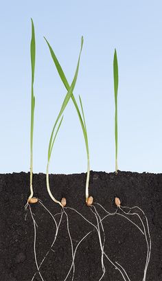 three plants sprouting from the ground with long green stems sticking out of them