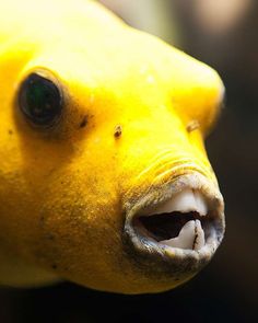 a yellow fish with it's mouth open