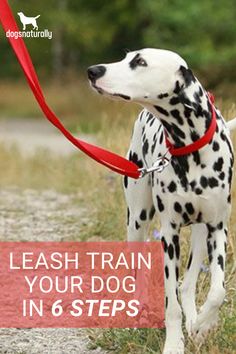 a dalmatian dog with a red leash on it's neck and the words leash train your dog in 6 steps