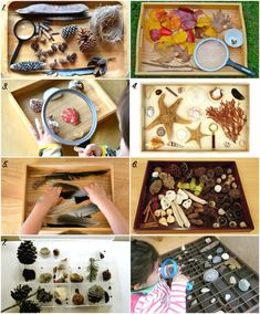 several pictures of different types of pine cones and other things that are in the tray