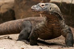 two large lizards sitting on the ground next to each other