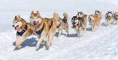 a group of husky dogs running in the snow