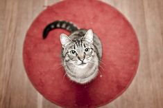 a cat sitting on top of a red rug looking up at the camera man's eye