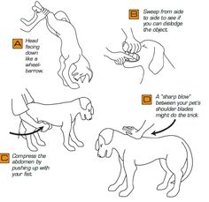 the instructions for how to teach dogs in spanish