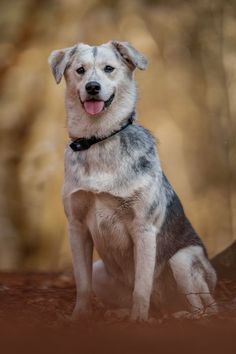 a dog sitting in the dirt with his tongue out