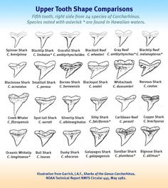 an image of different types of teeth and their corresponding shapes in the shape of them