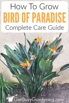 a bird of paradise plant with text overlay that reads how to grow bird of paradise complete care guide