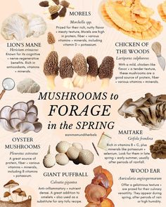 mushrooms are the most important food for many people to eat, and they can be found in