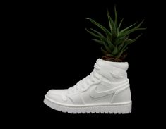 Elevate your decor game with this Air Jordan Planter, the ultimate statement piece for any sneakerhead or fan of unique design. Carefully shaped to mirror the legendary Jordan 1, this planter seamlessly blends sneaker culture with your indoor greenery or desk organization. Each planter is diligently crafted in a 3D print workshop in Chicago, Illinois, using PLA, a biodegradable material that's not only sturdy but also kind to our precious planet 🌎💚. Dimensions: 3 inches wide by 7 inches long I Sneaker Head Decor, Sneakerhead Room Ideas, Jordan Table, Gifts For Sneakerheads, Jordan Decor, Sneakerhead Bedroom, Jordan Gift, Sneakerhead Gifts, Print Workshop