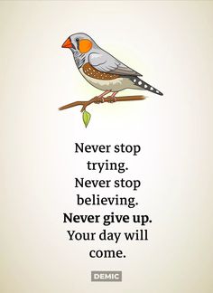 a bird sitting on top of a tree branch next to a quote about never stop trying