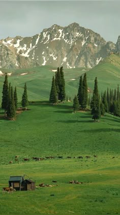 a green pasture with trees and cows grazing in the grass, mountains in the background