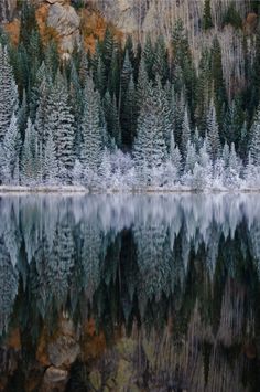 the trees are reflected in the still water