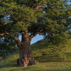 a large tree sitting on the side of a lush green hillside under a blue sky