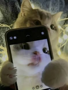 a cat is holding up a cell phone to take a selfie with it's face