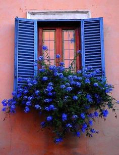 blue flowers are growing out of the window sill in front of an orange building