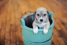 a puppy is sitting in a bucket on the floor and looking up at the camera