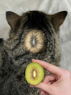 a person holding an apple in their hand with a small kiwi on top of it