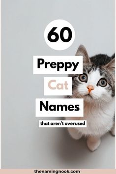 a cat sitting on top of a table with the words, 60 preppy cat names that aren't covered