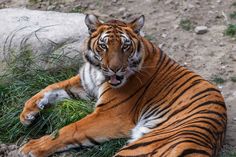 a tiger laying in the grass with its mouth open