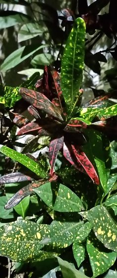 green and red leaves with yellow spots on them