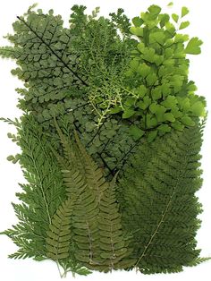 several different types of green plants on a white background