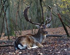 a deer laying down in the woods with antlers on it's head and eyes